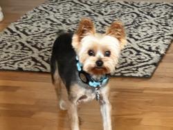 Lost Male Dog last seen Panorama & Lowama Lane NE, Dash Point, Tacoma, WA 98422