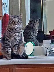 Lost Male Cat last seen Gvine Lake 78344, San Antonio, TX 78244