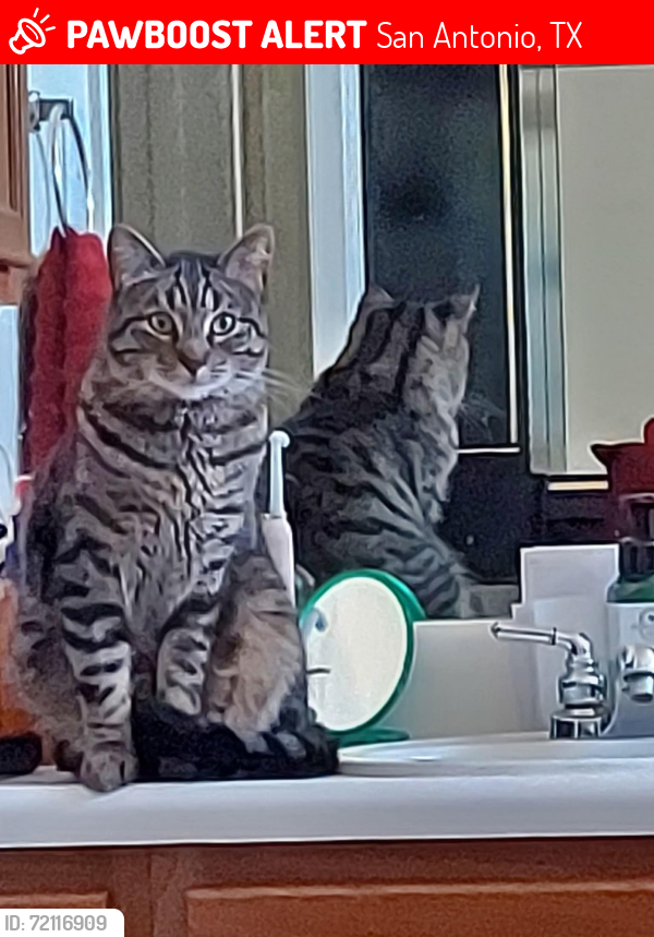 Lost Male Cat last seen Gvine Lake 78344, San Antonio, TX 78244