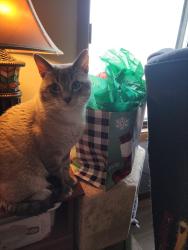 Lost Male Cat last seen Town Centre Dr & Lexington Avenue S, Eagan, MN 55123