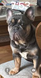 Lost Female Dog last seen Great beds ct, Perth Amboy, NJ 08861