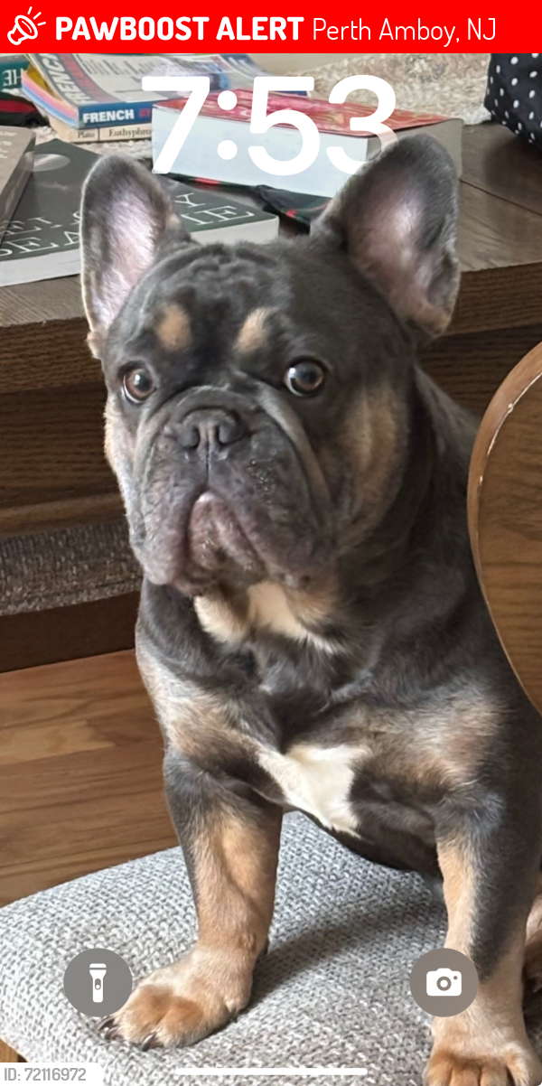 Lost Female Dog last seen Great beds ct, Perth Amboy, NJ 08861