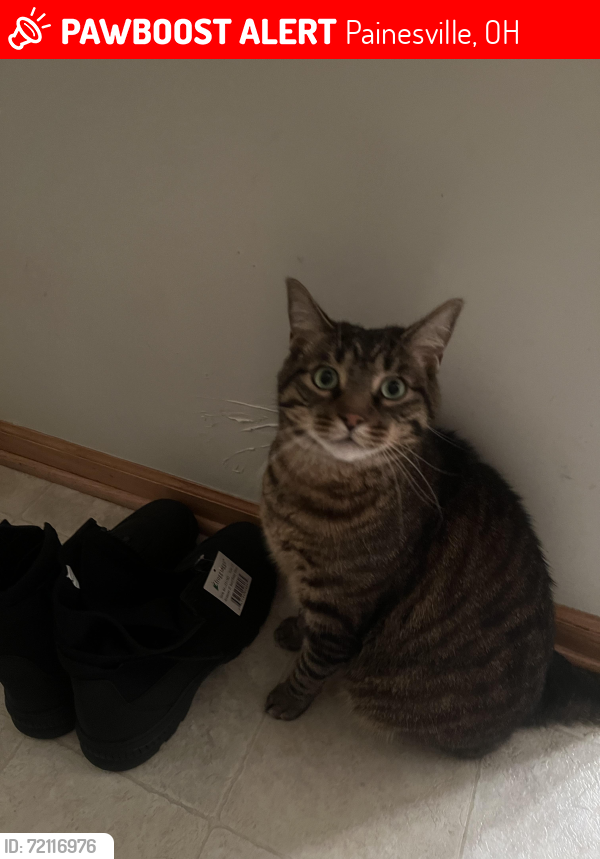 Lost Male Cat last seen Lake Erie shores painesville, Painesville, OH 44077