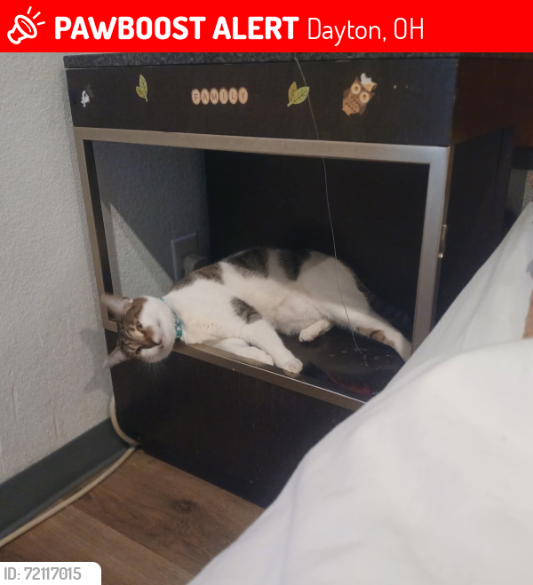 Lost Female Cat last seen Arbor and Wayne avenue, Dayton, OH 45410