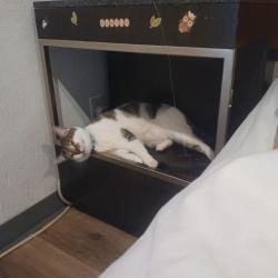 Lost Female Cat last seen Arbor and Wayne avenue , Dayton, OH 45410