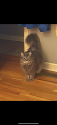 Lost Female Cat last seen Cross streets 7th st sw and 10th ave sw, Puyallup, WA 98371