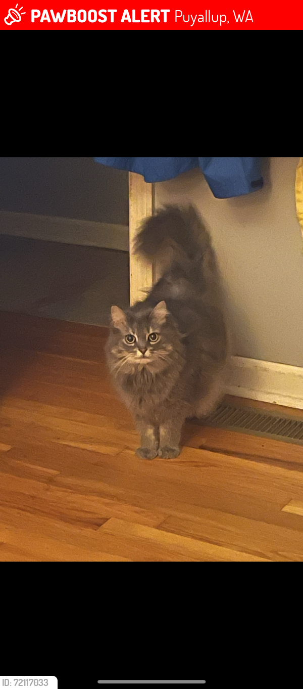 Lost Female Cat last seen Cross streets 7th st sw and 10th ave sw, Puyallup, WA 98371