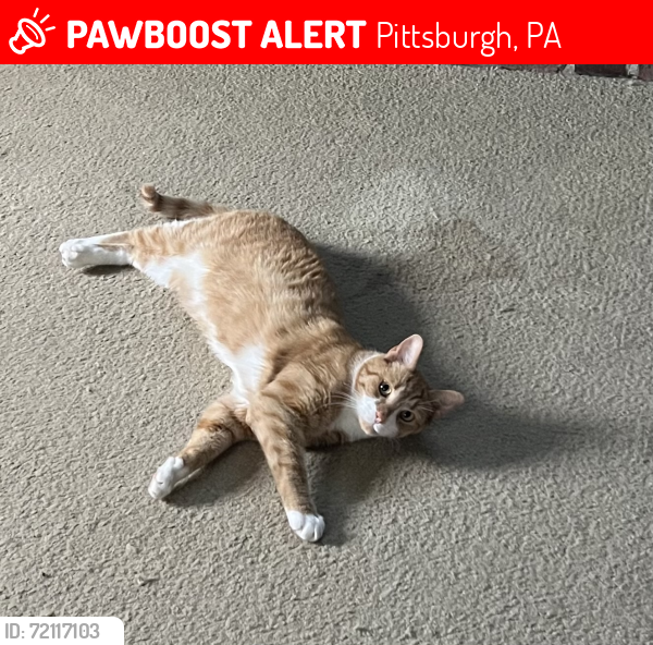 Lost Male Cat last seen Herron Avenue and Best Drive, Pittsburgh, PA 15202