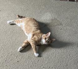 Lost Male Cat last seen Herron Avenue and Best Drive, Pittsburgh, PA 15202