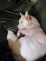 Lost Male Dog last seen Old DS and old shirley, Central, SC 29630