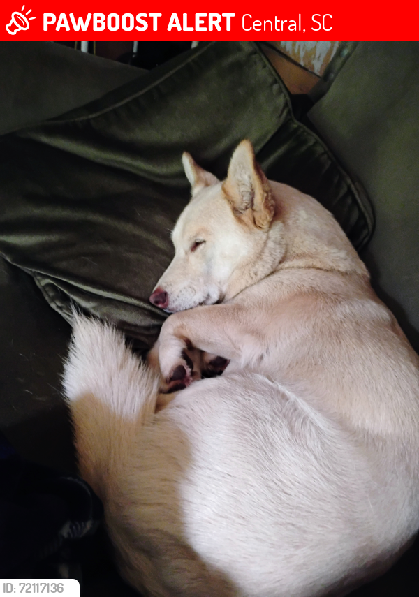 Lost Male Dog last seen Old DS and old shirley, Central, SC 29630