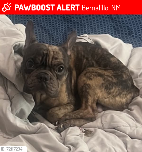 Lost Male Dog last seen Oak and la promesa, Bernalillo, NM 87043