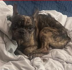 Lost Male Dog last seen Oak and la promesa, Bernalillo, NM 87043