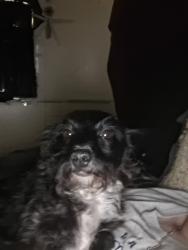 Lost Female Dog last seen Not sure, Morrilton, AR 72110