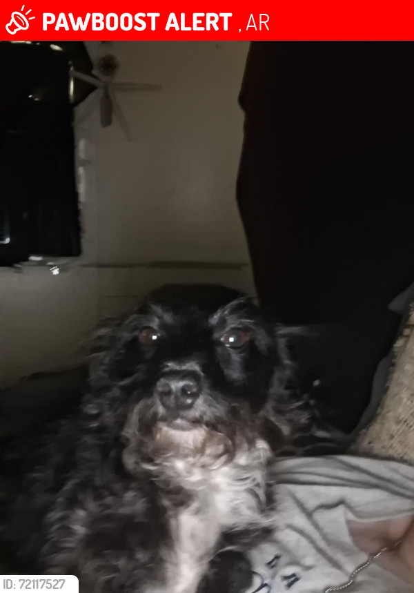 Lost Female Dog last seen Not sure, Morrilton, AR 72110