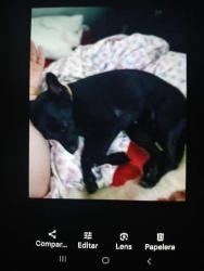 Lost Female Dog last seen Near West 84 st, Hialeah, FL 33016