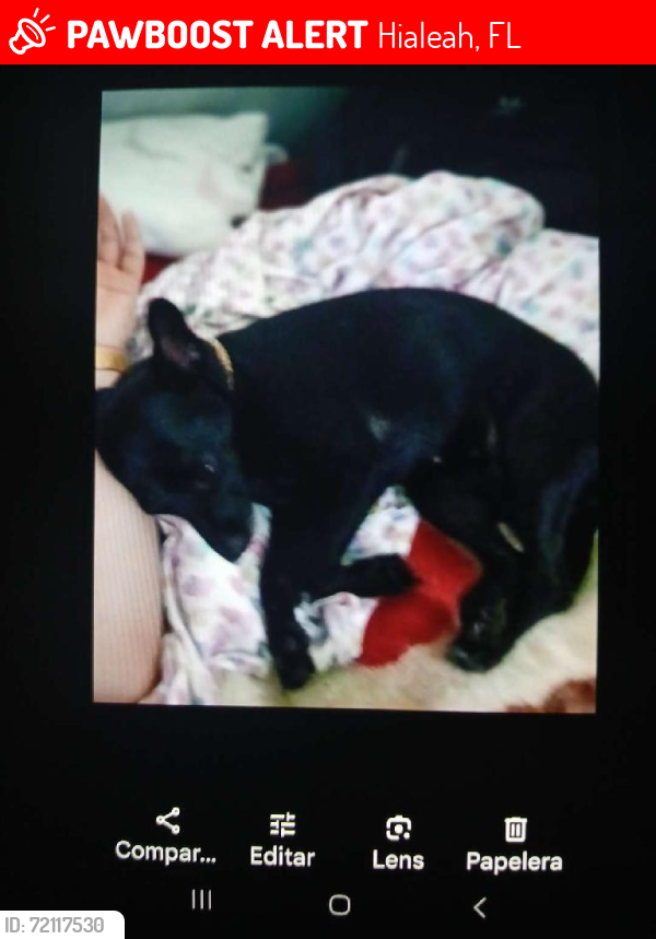 Lost Female Dog last seen Near West 84 st, Hialeah, FL 33016