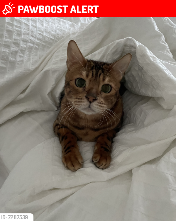Lost Male Cat last seen Rue Des armoiries , L'Ancienne-Lorette, QC G2E 5V8
