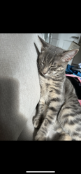 Lost Male Cat last seen Warriston road, Warriston, Scotland EH7 4GA