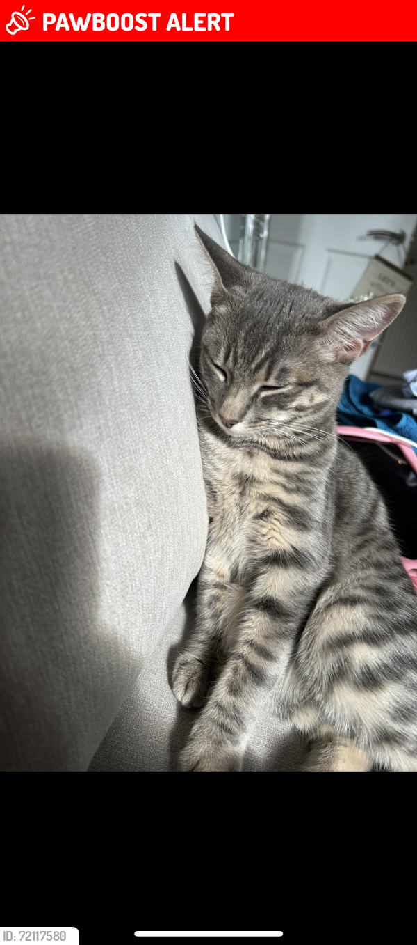 Lost Male Cat last seen Warriston road, Warriston, Scotland EH7 4GA