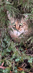 Lost Female Cat last seen Willow Spire Arch, Chesapeake, VA 23320
