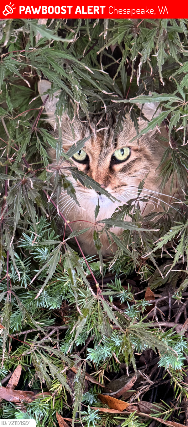 Lost Female Cat last seen Willow Spire Arch, Chesapeake, VA 23320