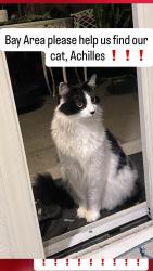 Lost Male Cat last seen Quebec Common, Fremont CA 94555, Fremont, CA 94555