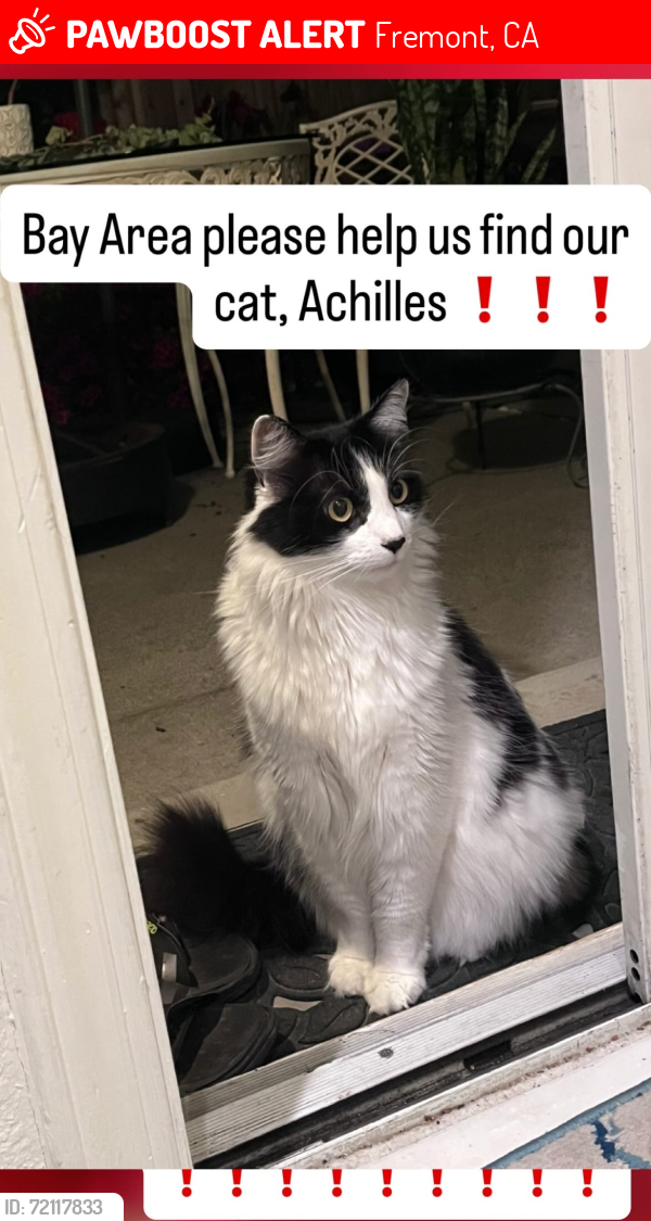 Lost Male Cat last seen Quebec Common, Fremont CA 94555, Fremont, CA 94555