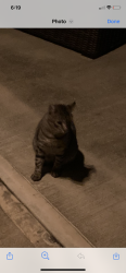 Lost Male Cat last seen Magic Merlin Way, Tomball , Harris County, TX 77375