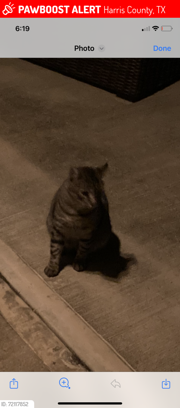 Lost Male Cat last seen Magic Merlin Way, Tomball , Harris County, TX 77375