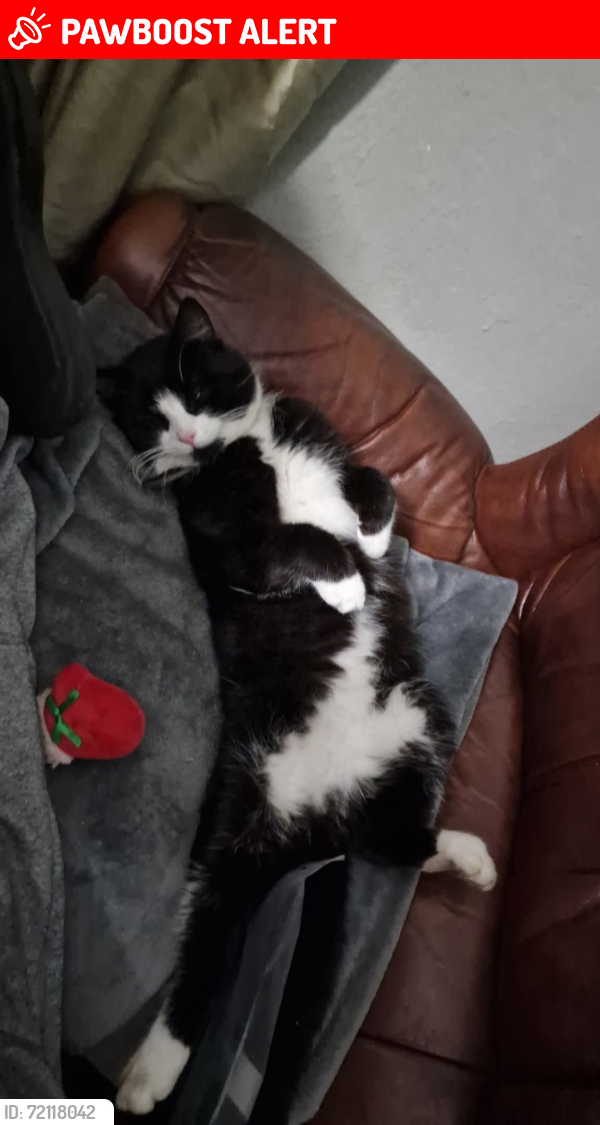 Lost Male Cat last seen Maghera, Co.Derry, Maghera, Northern Ireland BT46