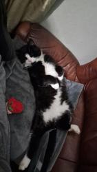 Lost Male Cat last seen Maghera, Co.Derry, Maghera, Northern Ireland BT46