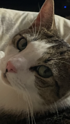 Lost Male Cat last seen Near 300 Bowl Cass and Elizabeth Lake, Waterford Township, MI 48328