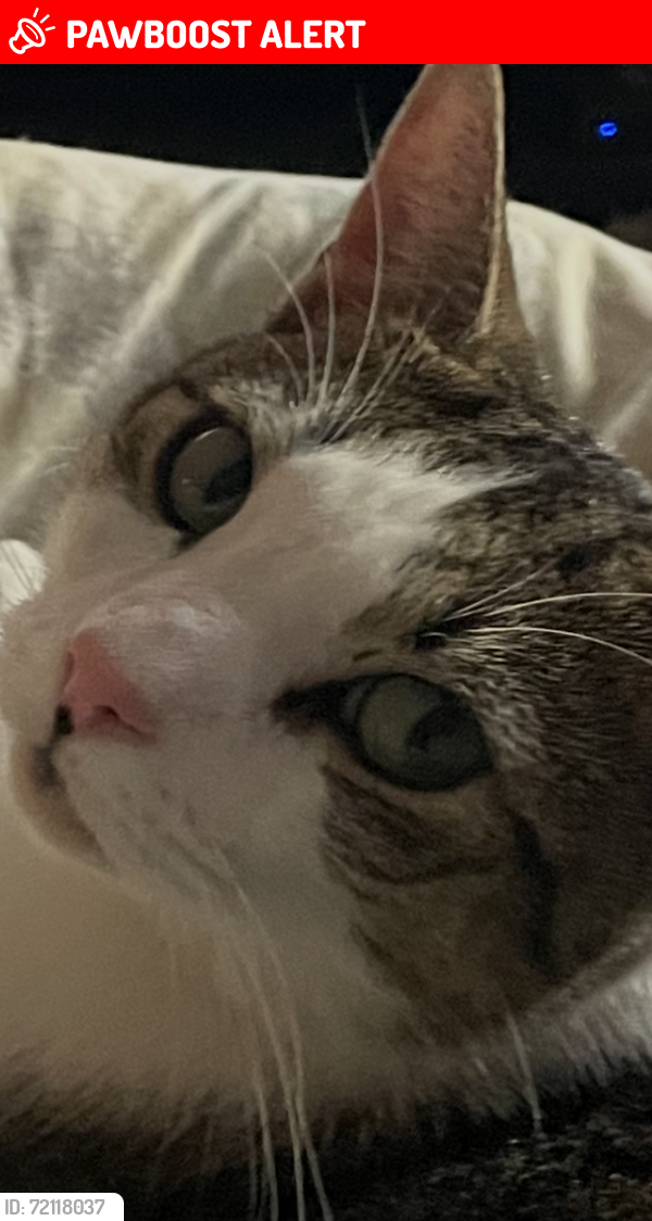 Lost Male Cat last seen Near 300 Bowl Cass and Elizabeth Lake, Waterford Township, MI 48328