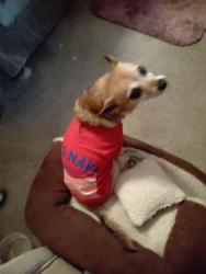 Lost Female Dog last seen S. Oakland Forest Drive by hse. off 27 ave to Oakland forest Drive. The Lakes community., Oakland Park, FL 33309