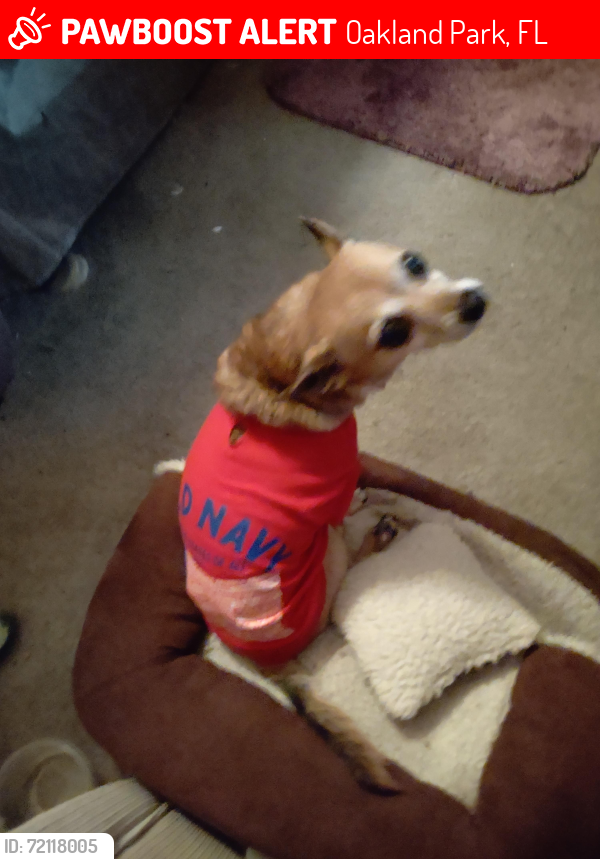 Lost Female Dog last seen S. Oakland Forest Drive by hse. off 27 ave to Oakland forest Drive. The Lakes community., Oakland Park, FL 33309