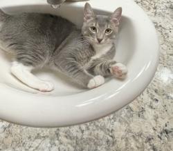 Lost Male Cat last seen Kodiak trailer park, Lakeland, FL 33801