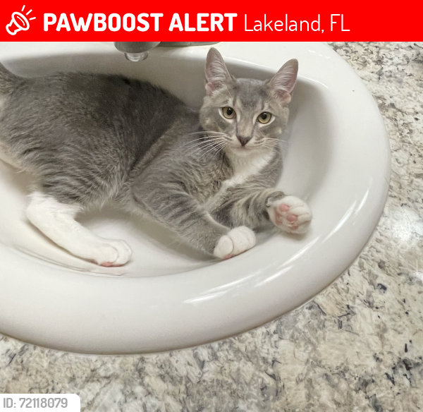 Lost Male Cat last seen Kodiak trailer park, Lakeland, FL 33801