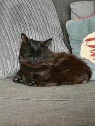 Lost Male Cat last seen Damson publis hse, West Midlands, England 