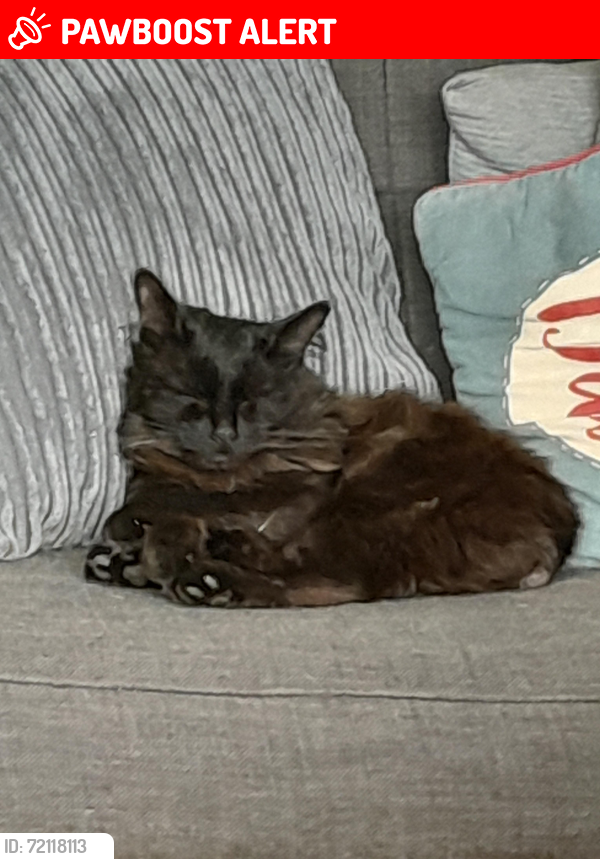 Lost Male Cat last seen Damson publis hse, West Midlands, England 