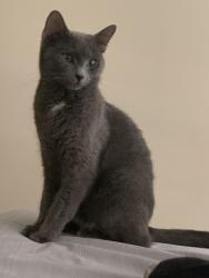 Lost Female Cat last seen Constitution Way, Rochester, NH 03839