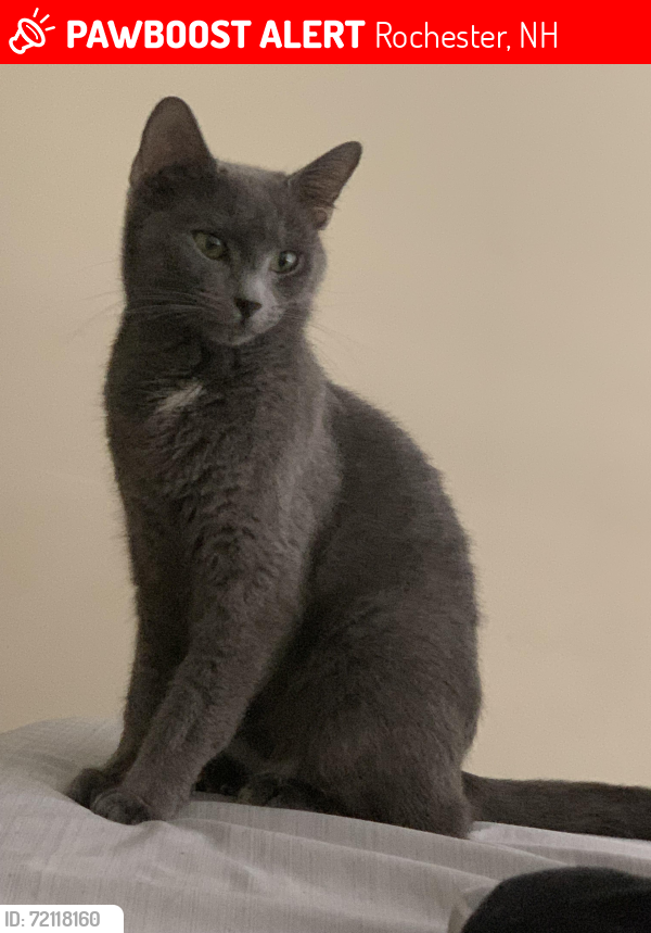 Lost Female Cat last seen Constitution Way, Rochester, NH 03839