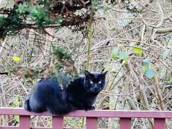 Lost Male Cat last seen Ashbury court, Blaine, WA 98230