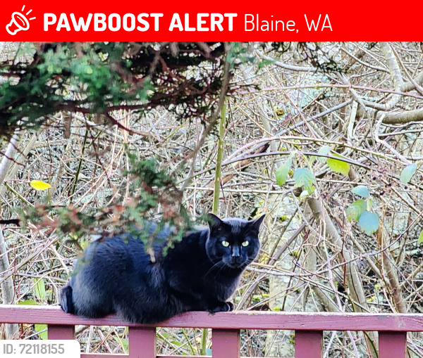 Lost Male Cat last seen Ashbury court, Blaine, WA 98230