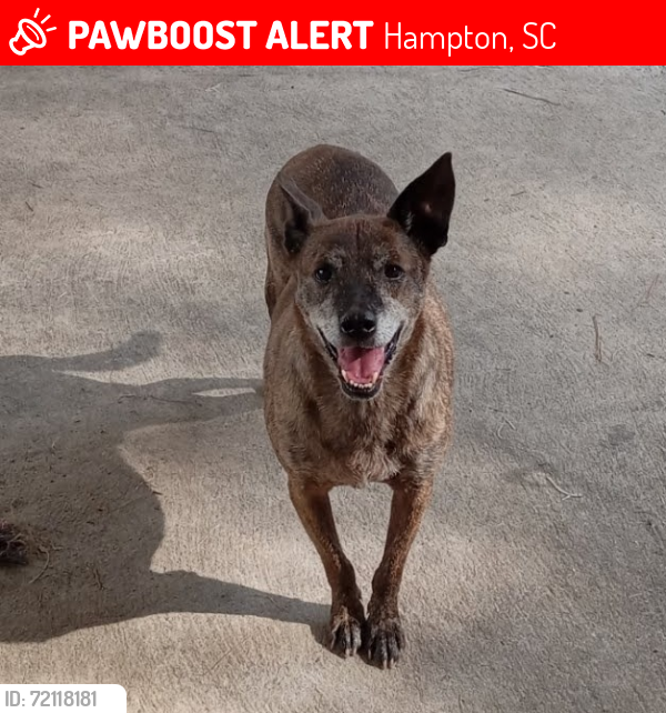 Lost Male Dog last seen Jackson/Elm Street/Crooked Creek, Hampton, SC 29924