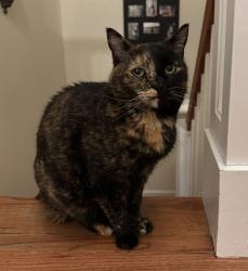 Lost Female Cat last seen Ponaganset Reservoir   , Glocester, RI 02814