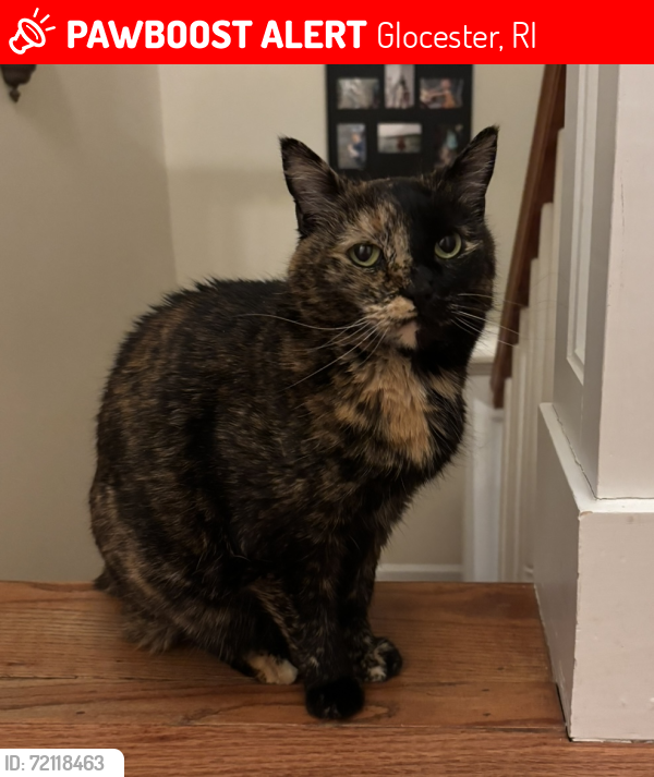 Lost Female Cat last seen Ponaganset Reservoir, Glocester, RI 02814