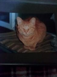Lost Male Cat last seen Waverly rd and Woodlawn ave, Chesterton, IN 46304