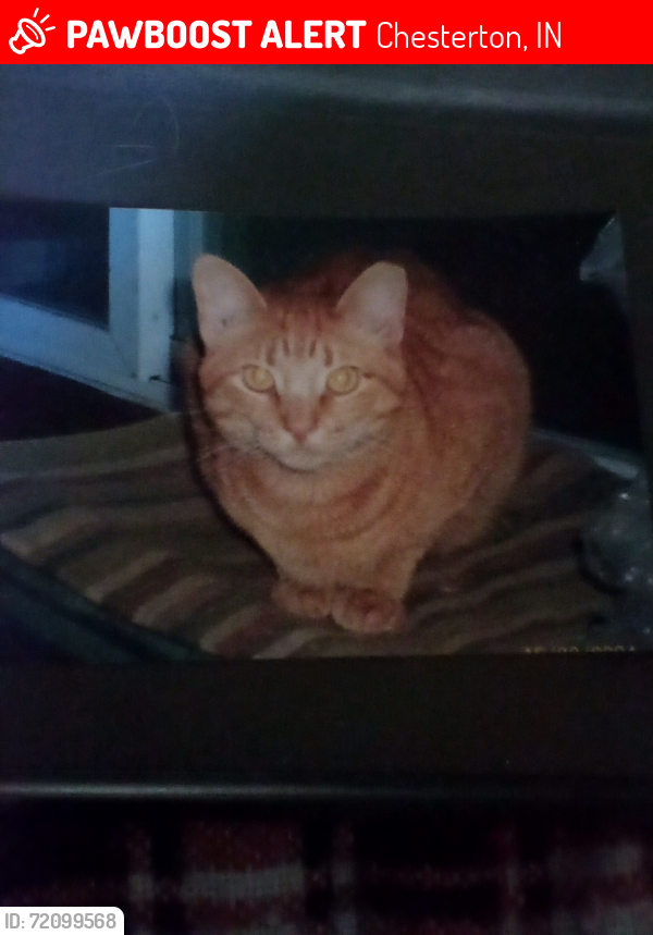 Lost Male Cat last seen Waverly rd and Woodlawn ave, Chesterton, IN 46304