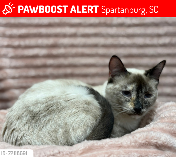 Lost Female Cat last seen The Laurel apmts , Spartanburg, SC 29301